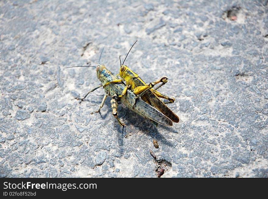 Close-up shot of a pair grasshopper in the floor