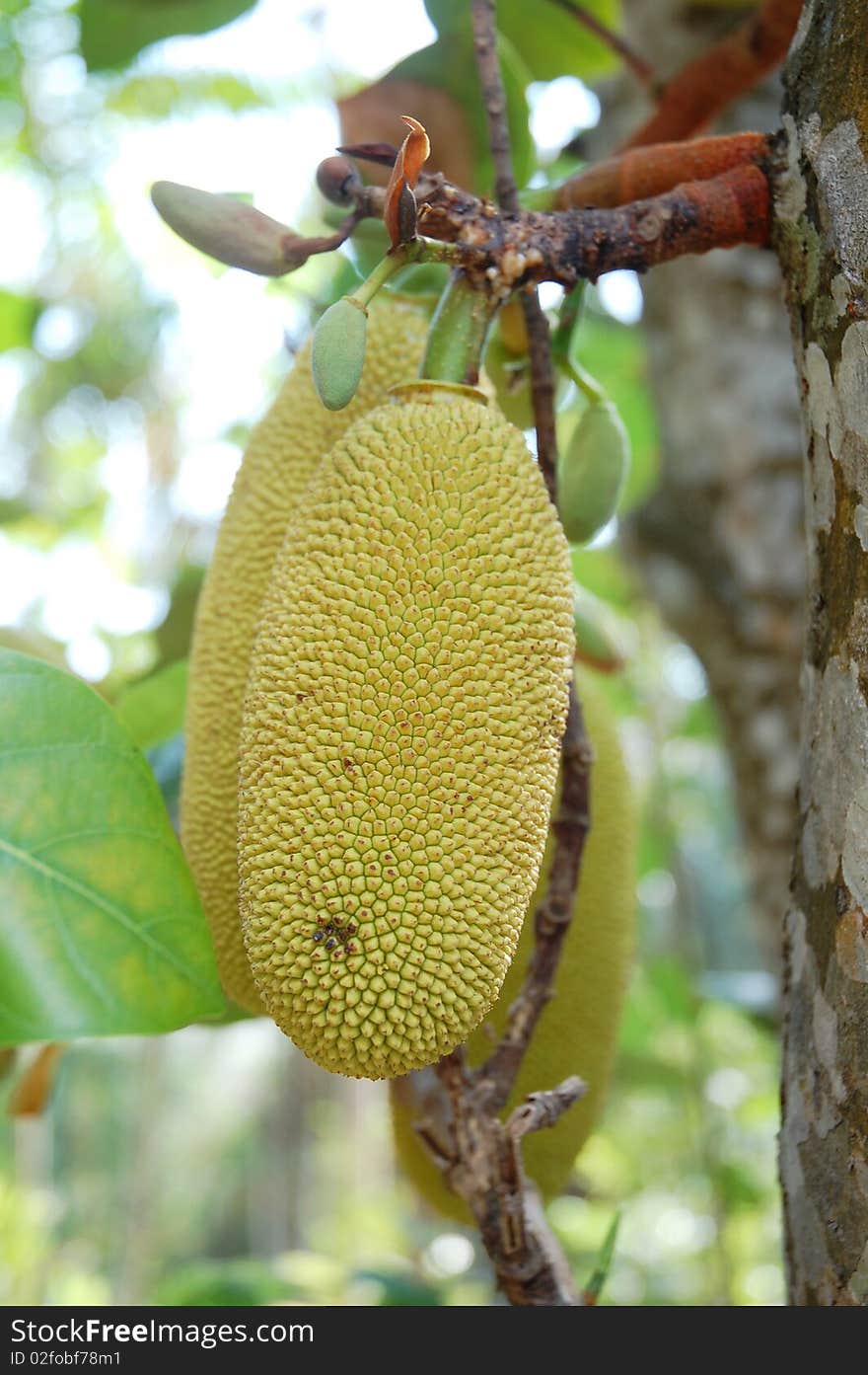 Asian local fruit Cempedak hangging on tree