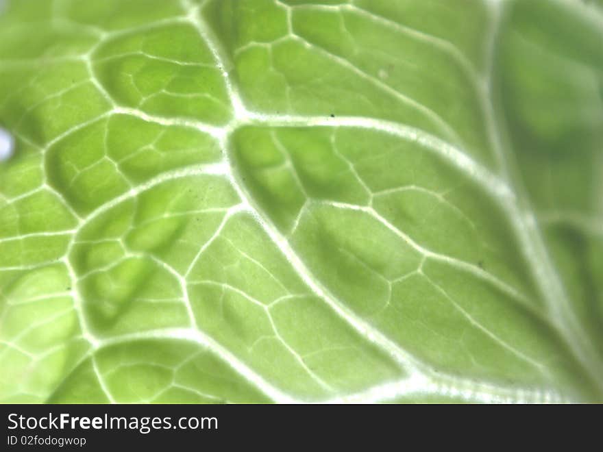 The part and detail of the Cabbage leave