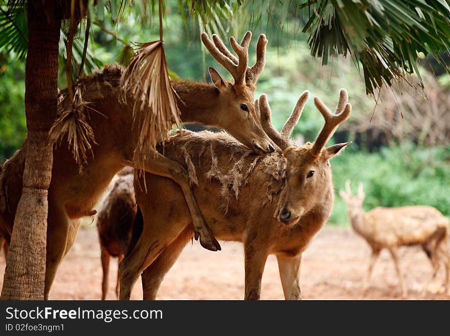 Reindeers mate in forest