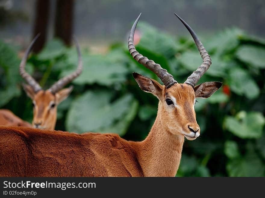 An antelope or a gazelle just in front of other antelope in forest. An antelope or a gazelle just in front of other antelope in forest