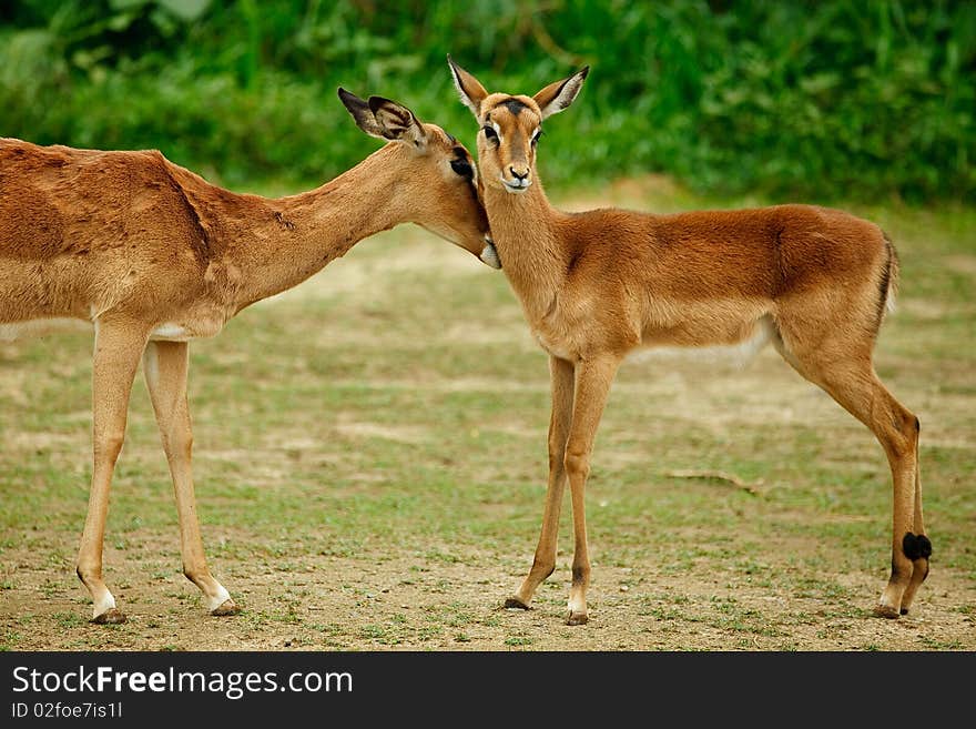 Reindeer(rangifer tarandus) mother and her kid in forest. Reindeer(rangifer tarandus) mother and her kid in forest.