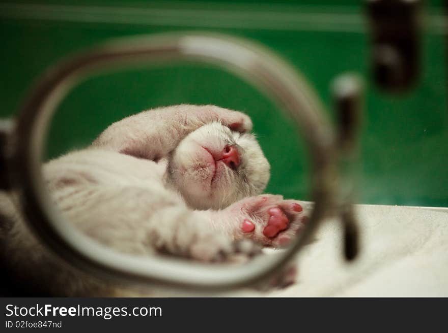 Baby White Tiger In The Nursing Room