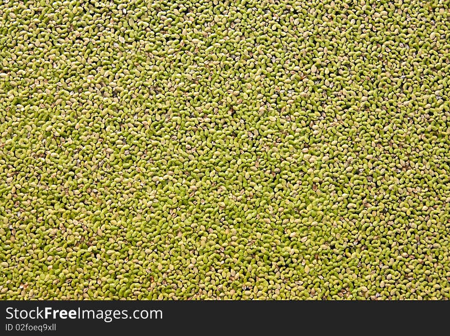 Texture of small plant leaves