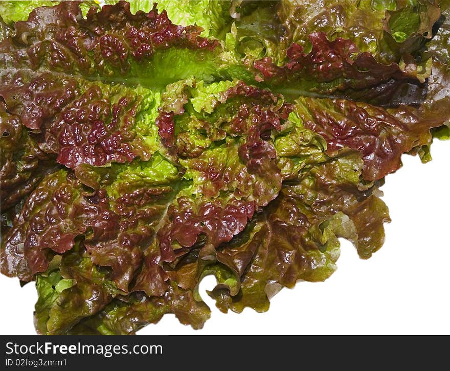 Red lettuces on white background