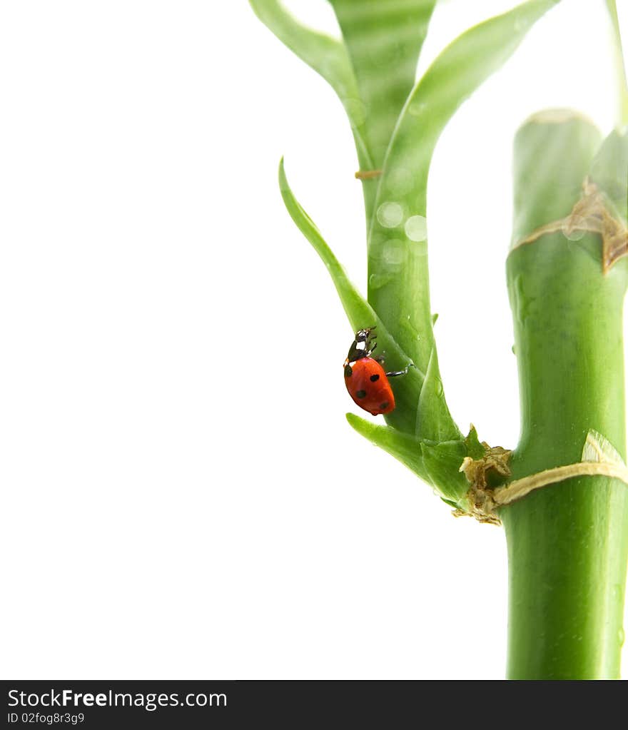 Ladybird sitting on a bamboo