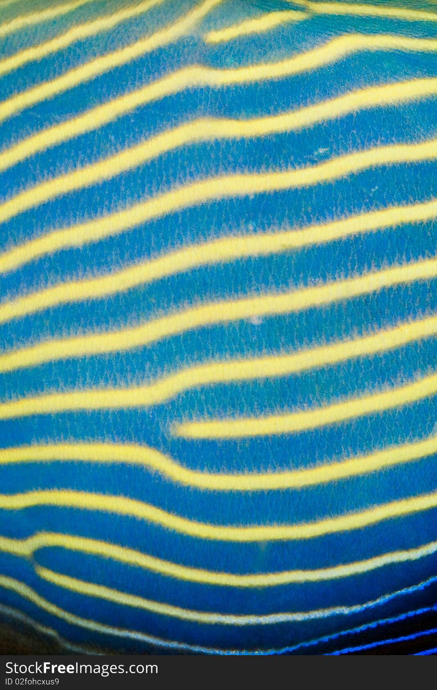 Emperor Angelfish Skin Pattern