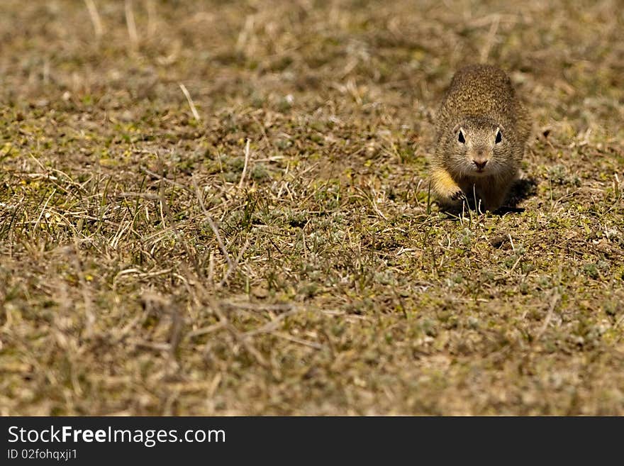 Souslik or European Ground Squirrel