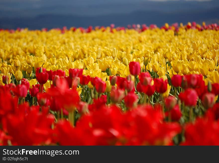 A large field of red and yellow tulips. A large field of red and yellow tulips.