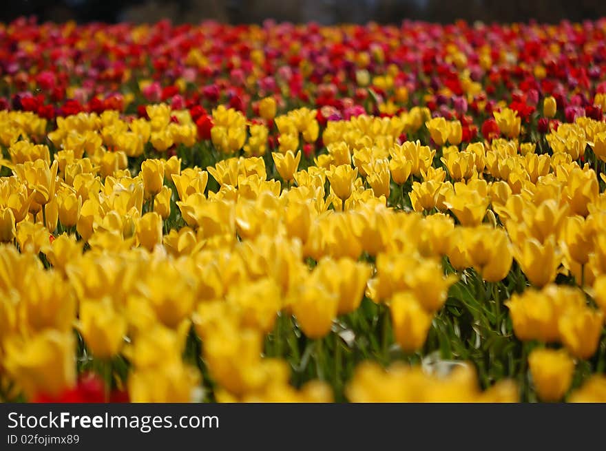 A field of yellow tulips with a mixed color field in the background. A field of yellow tulips with a mixed color field in the background.