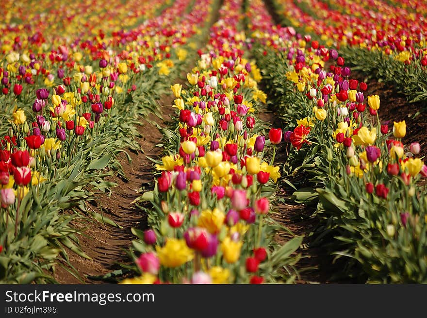 A field of rows of mixed color tulips. A field of rows of mixed color tulips.