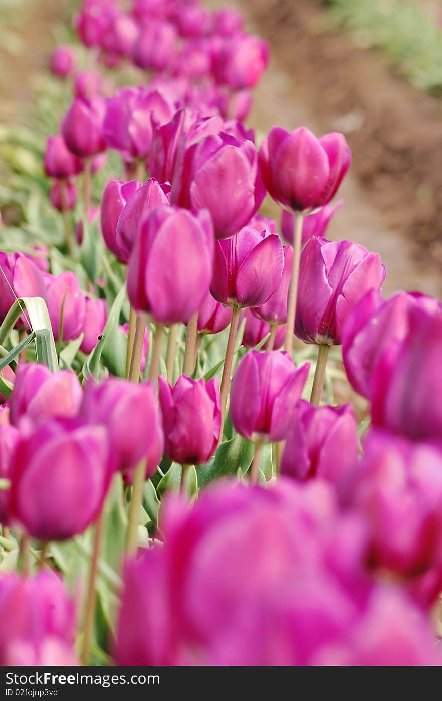 Purple Tulips Closeup