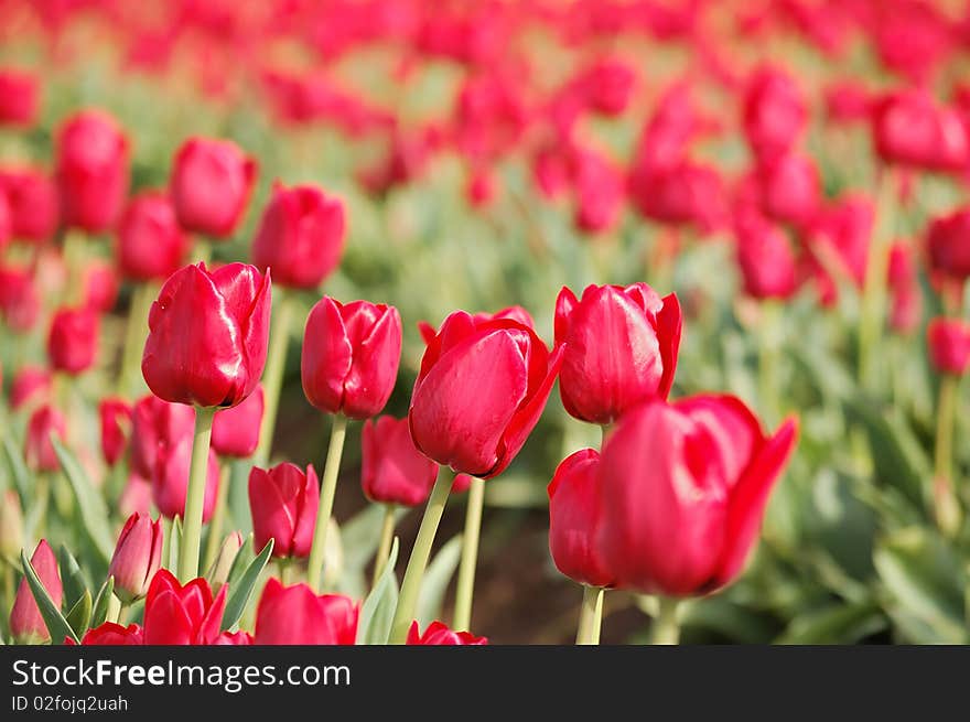 Red Tulips Row Closeup