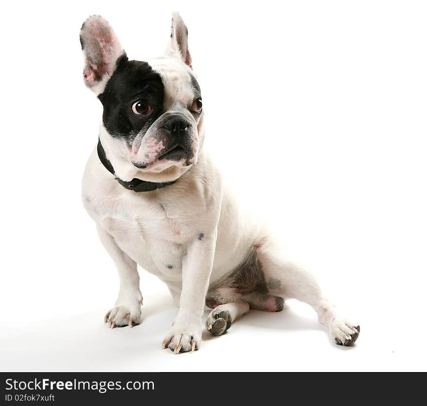 The French bulldog on a white background