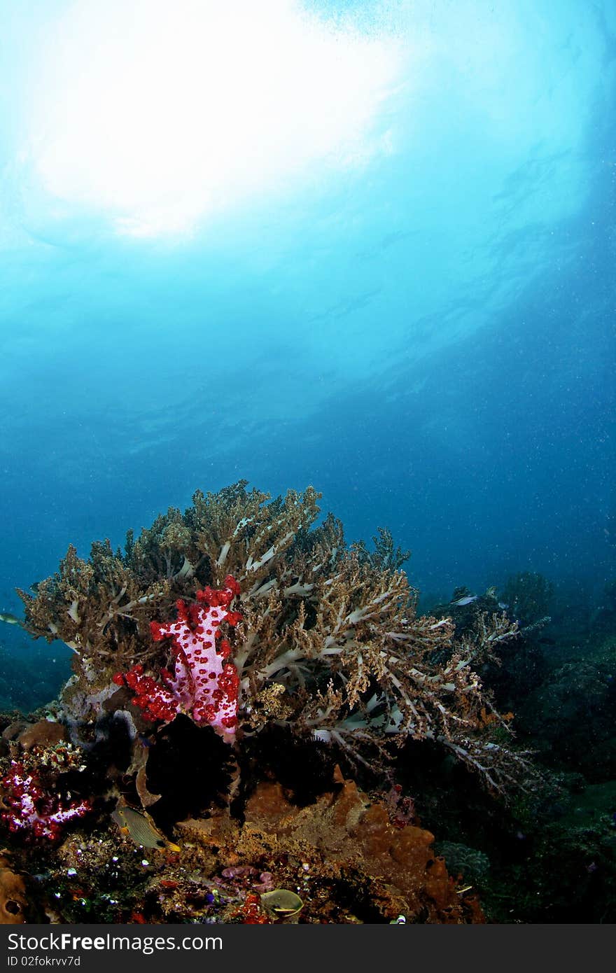 Beautiful underwater view