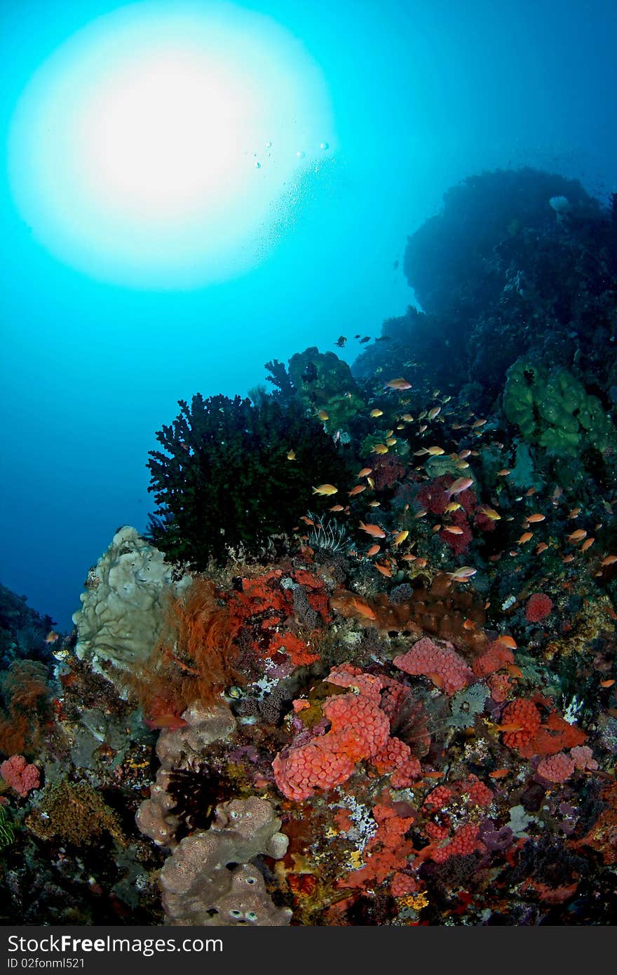 Beautiful underwater view