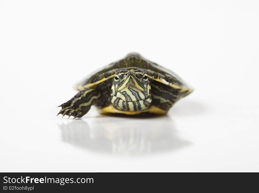 Turtle walking in front of a white background