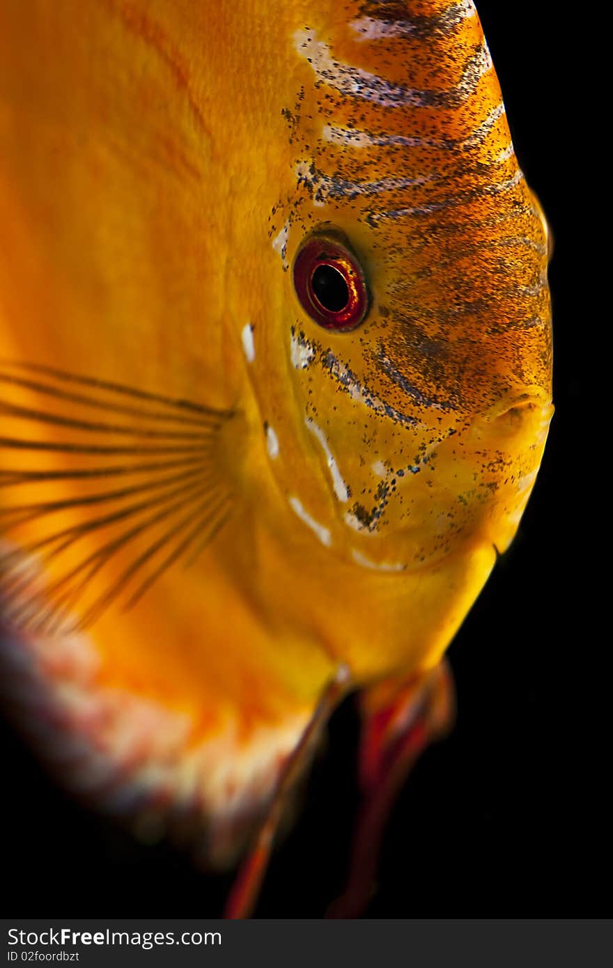 Discus fish - Symphysodon aequifasciatus - close up macro