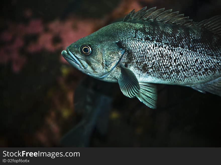 Rockcod Fish - close up macro