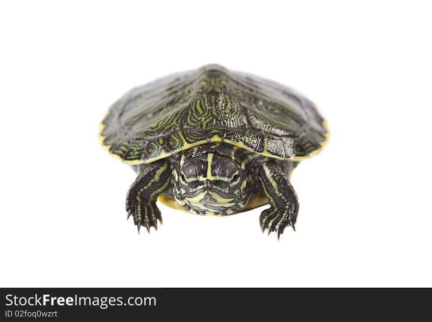 Turtle walking in front of a white background. Turtle walking in front of a white background