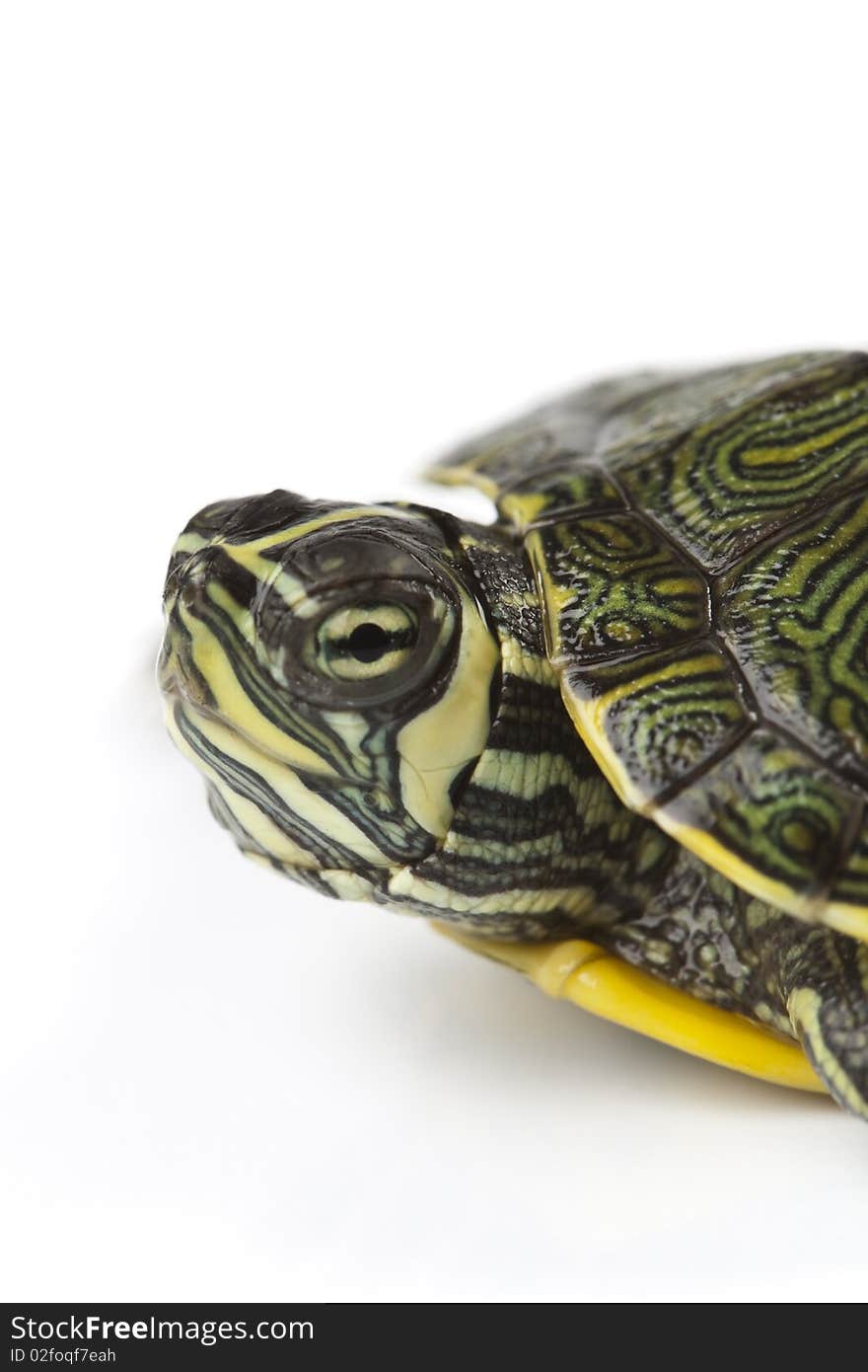 Nice Turtle sitting on white background