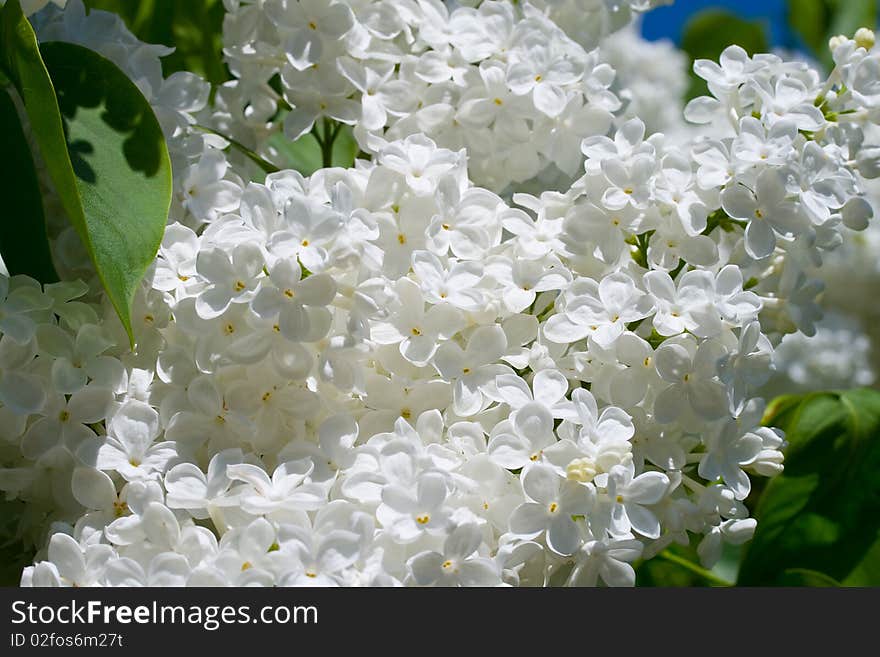 Branch Of White Lilac Flowers