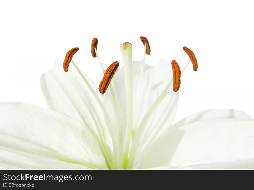 White lily isolated on white background