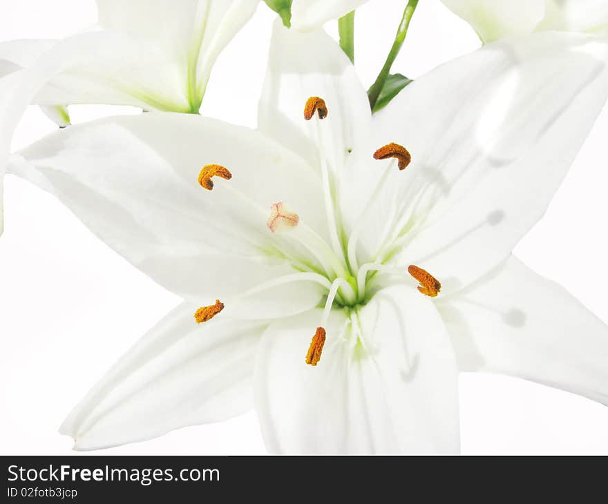 White lilies isolated on white background. White lilies isolated on white background