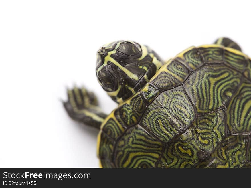 Turtle walking on a white background. Turtle walking on a white background