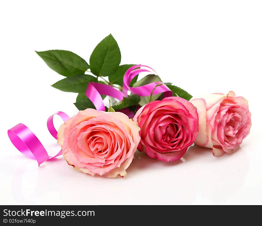 Pink roses