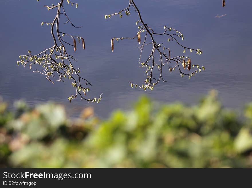 Two branches over the river. Two branches over the river.