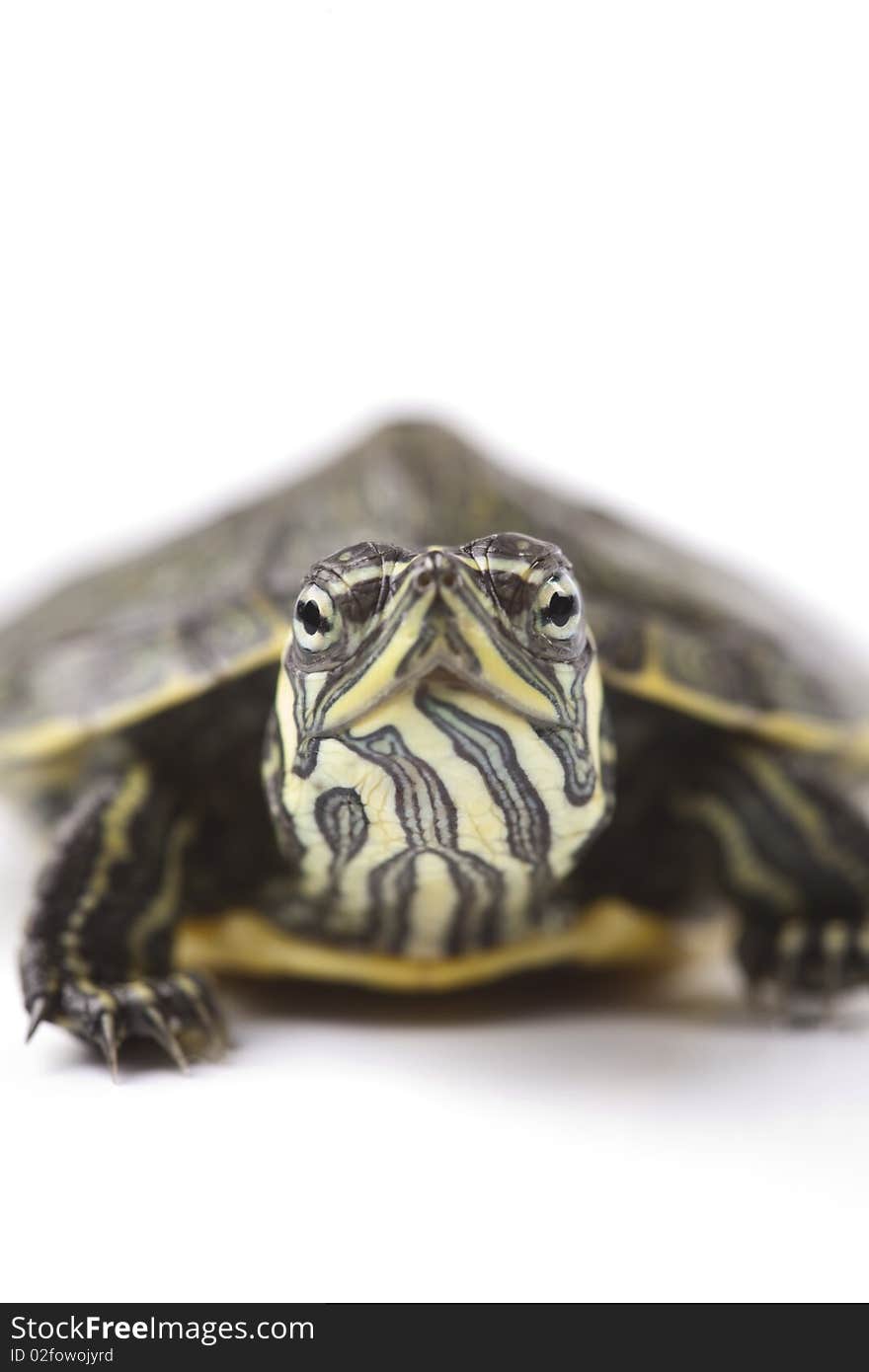 Turtle walking on a white background