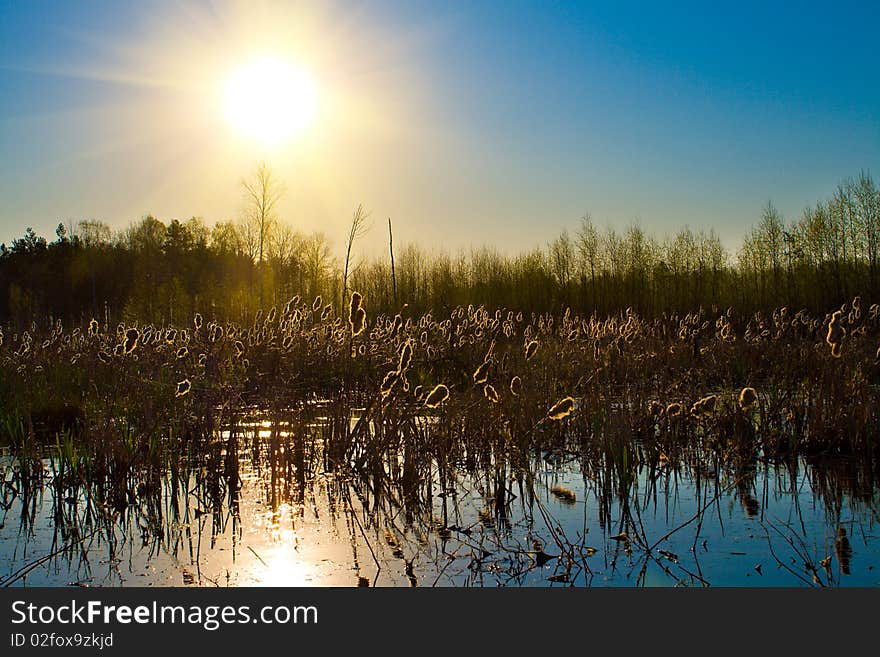 Sun over forest lake