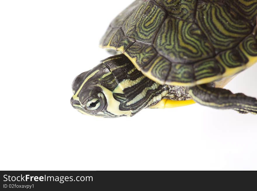 Turtle walking in front of a white background. Turtle walking in front of a white background