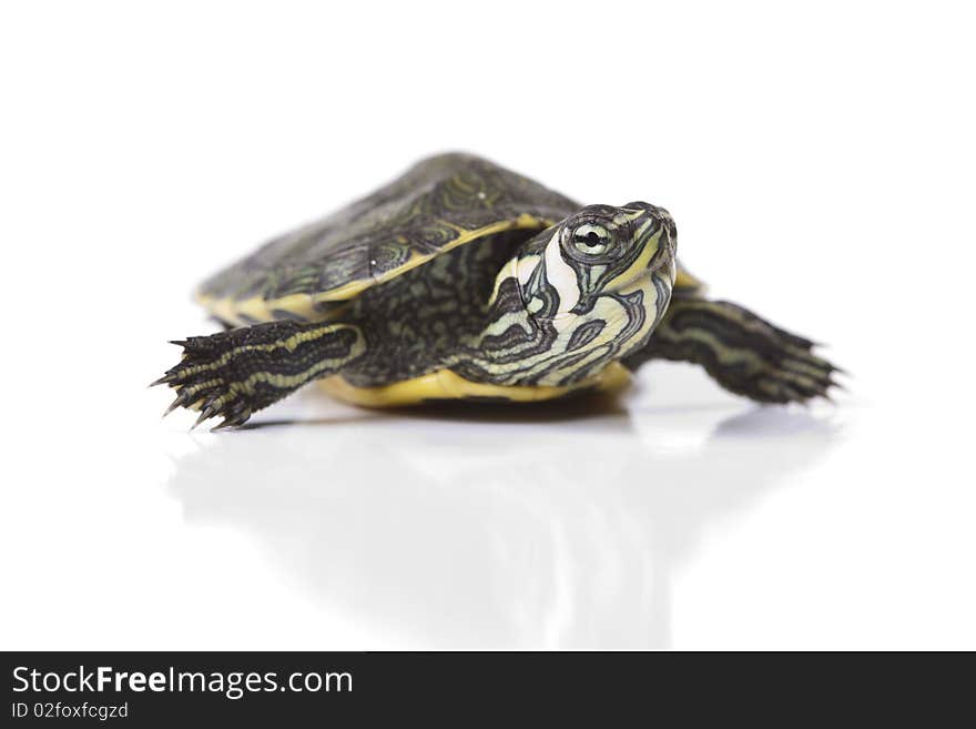 Turtle walking in front of a white background. Turtle walking in front of a white background