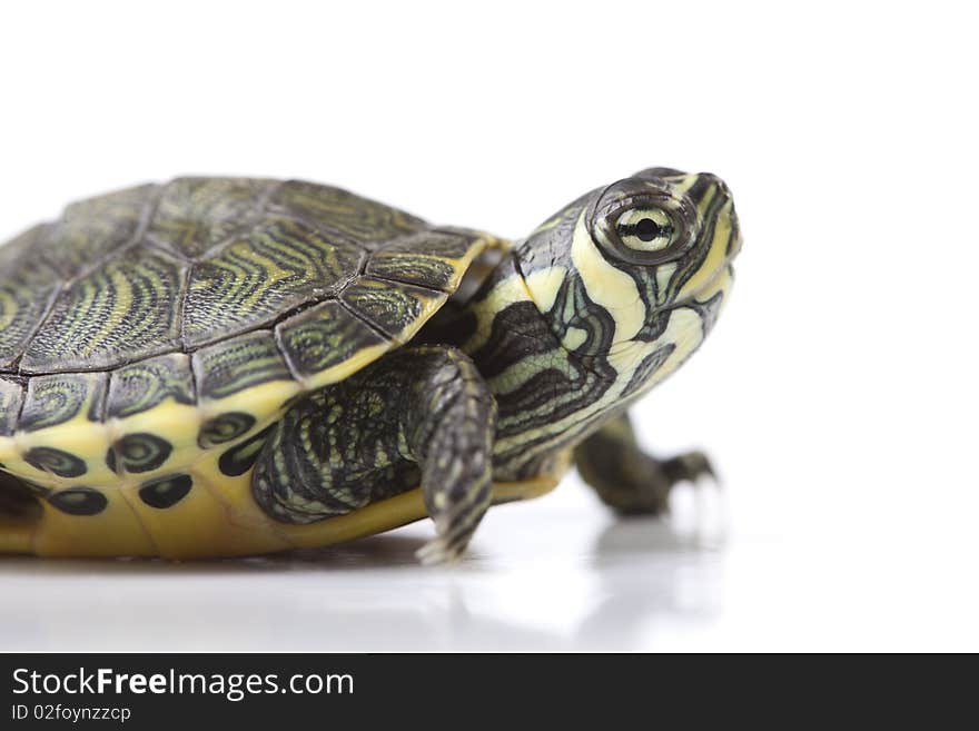 Turtle walking in front of a white background. Turtle walking in front of a white background