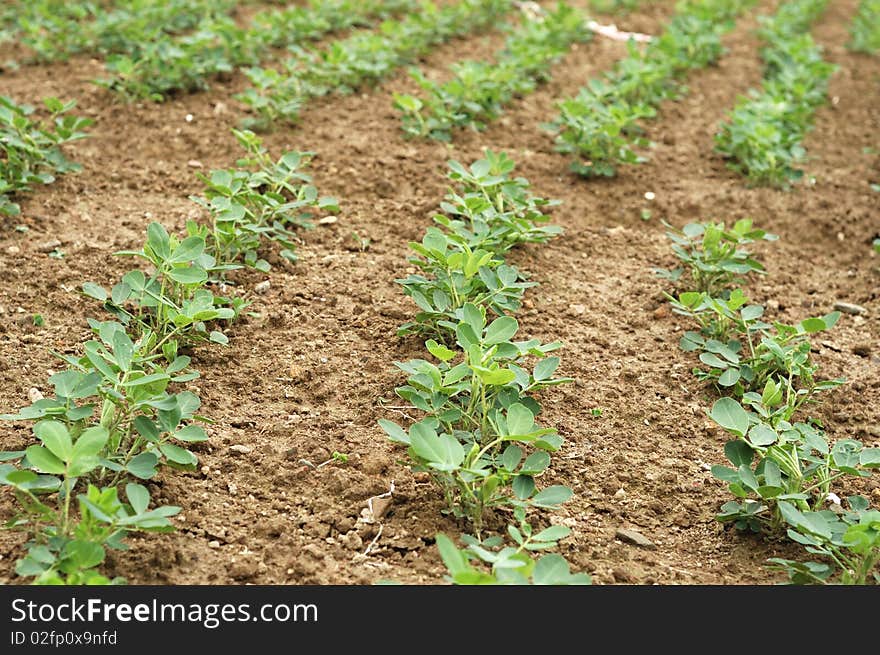 It is peanuts filed, rows of peanuts. Location is in China. It is peanuts filed, rows of peanuts. Location is in China.