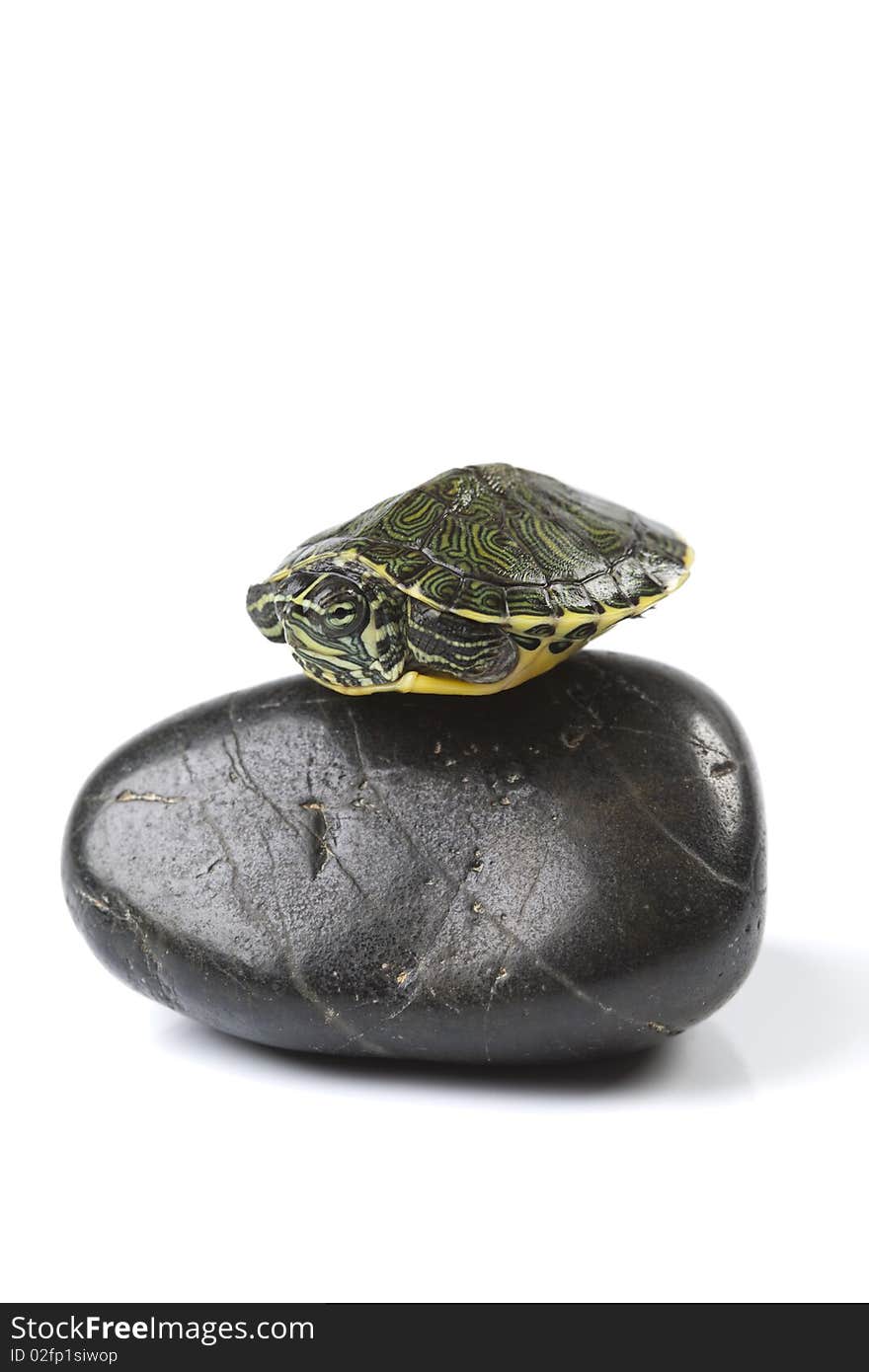 Nice Turtle sitting on stone and isolated on white background