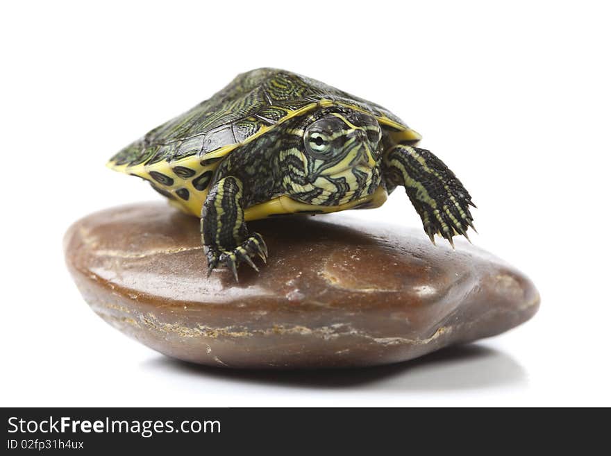 Nice Turtle sitting on stone and isolated on white background