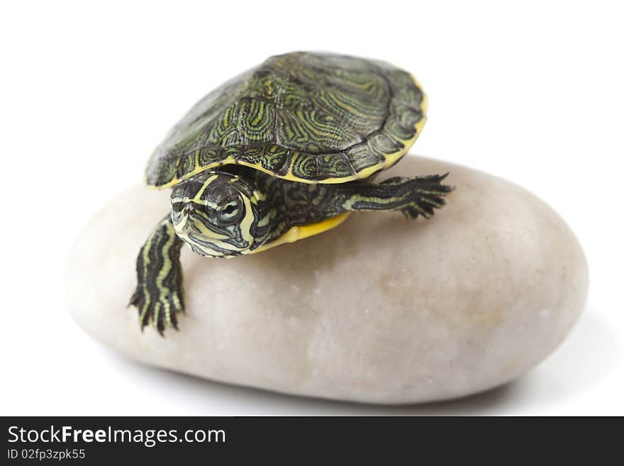 Nice Turtle sitting on stone and isolated on white background