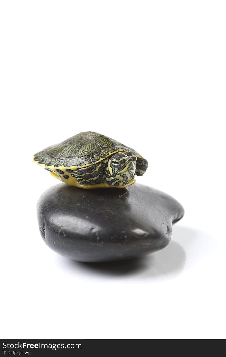 Turtle walking in front of a white background. Turtle walking in front of a white background