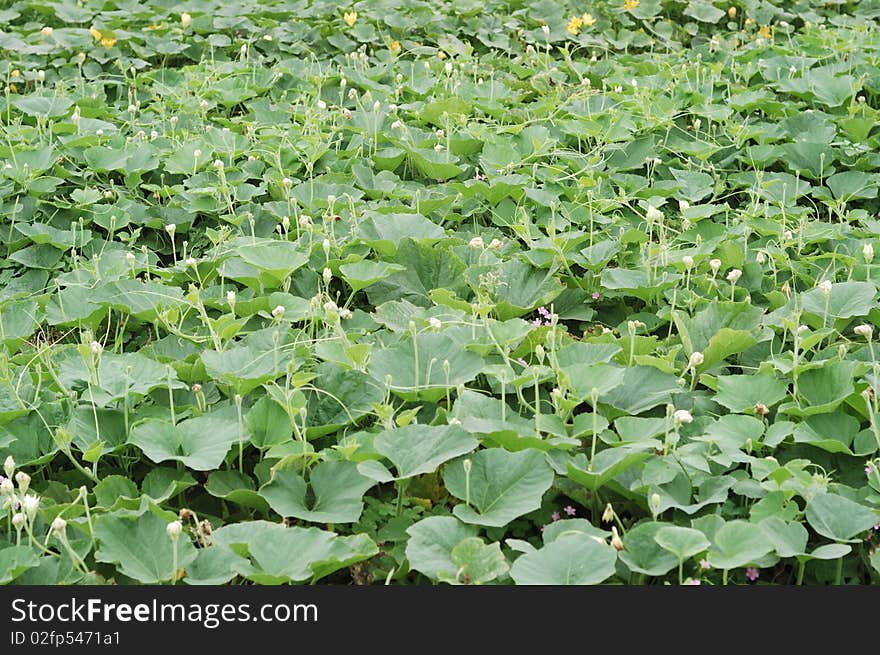 Pumpkin crop