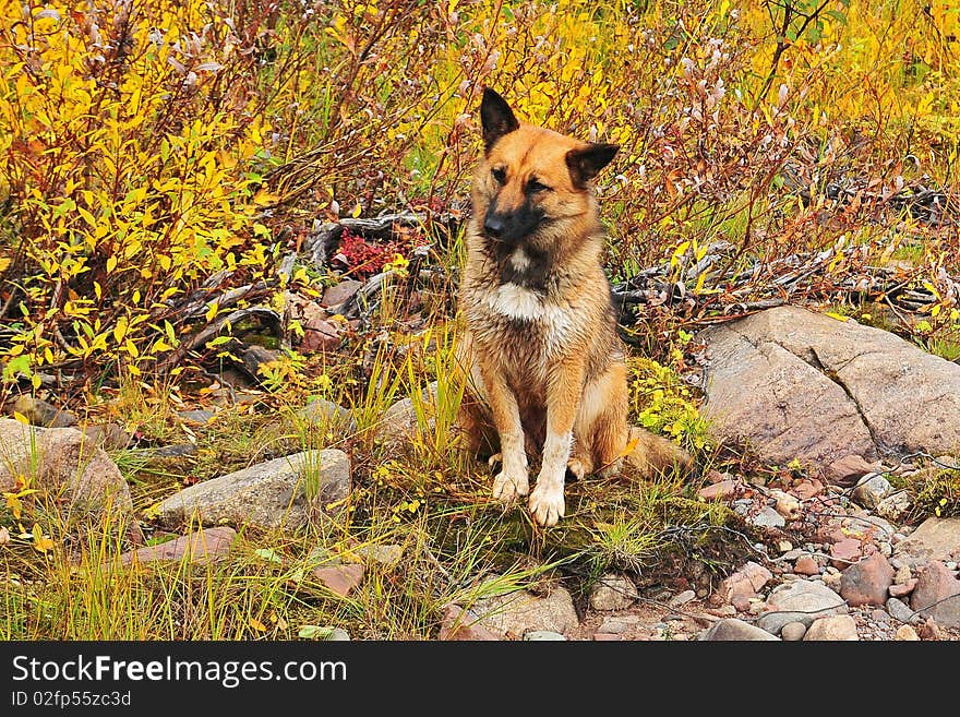 Wild dog on the bank of river wating for a food. Wild dog on the bank of river wating for a food