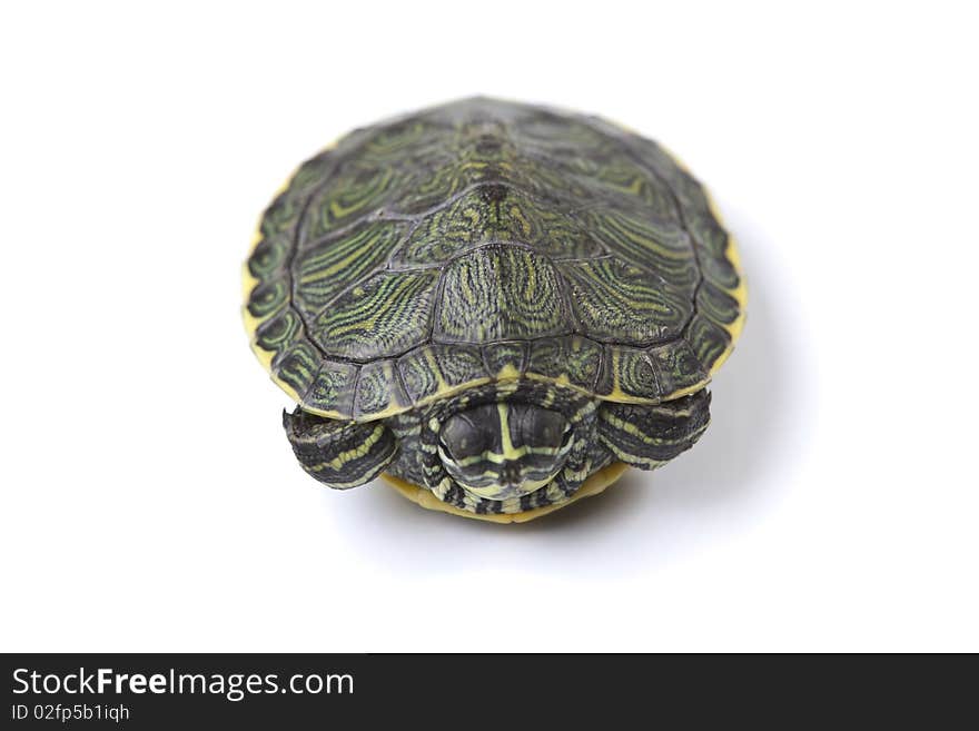 Turtle walking in front of a white background. Turtle walking in front of a white background