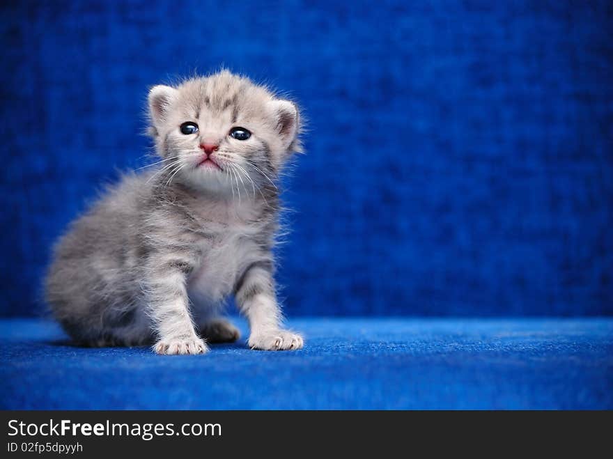 Kitten On A Blue Background