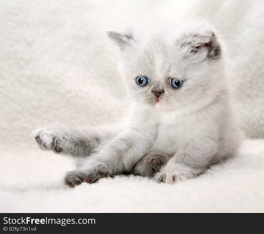 Fluffy Blue-eyed Kitten