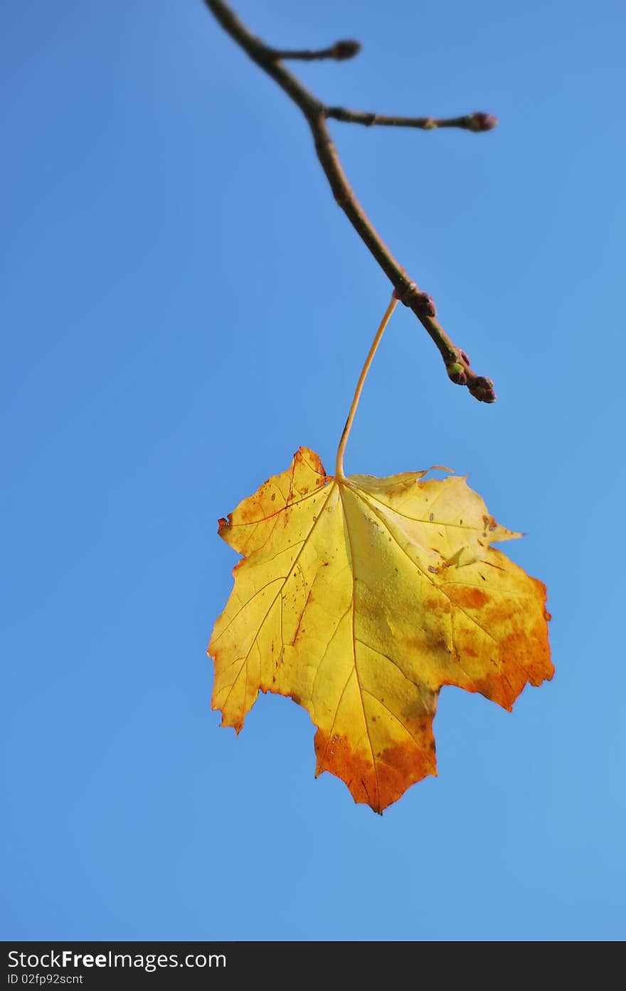 Yellow, autumn leaf of a maple against the pure blue sky. Yellow, autumn leaf of a maple against the pure blue sky