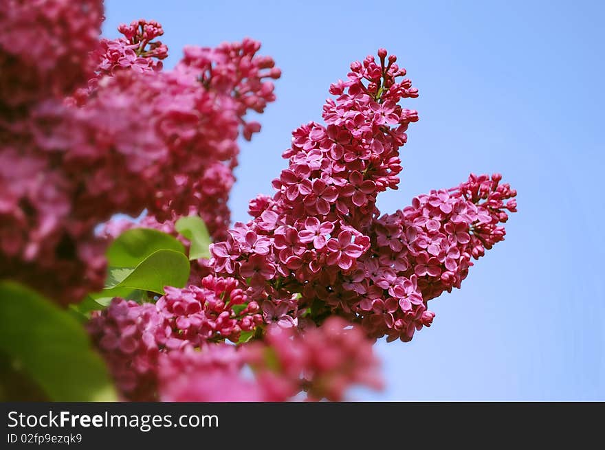 Branch of a blossoming lilac against the blue sky in May. Branch of a blossoming lilac against the blue sky in May