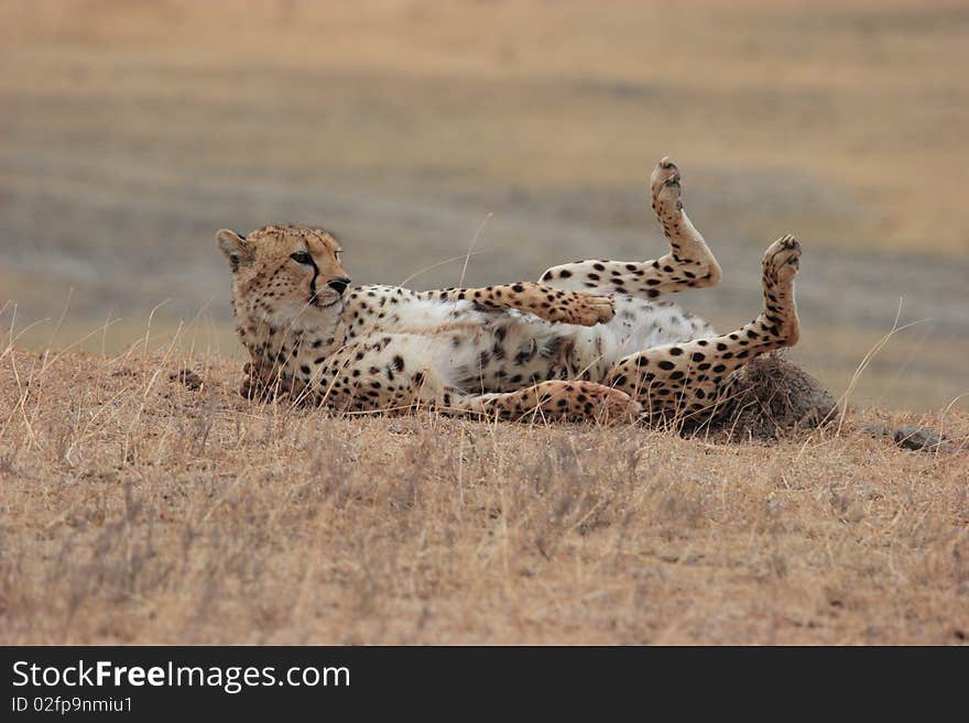 Cheetah playing in the grass with sunlight