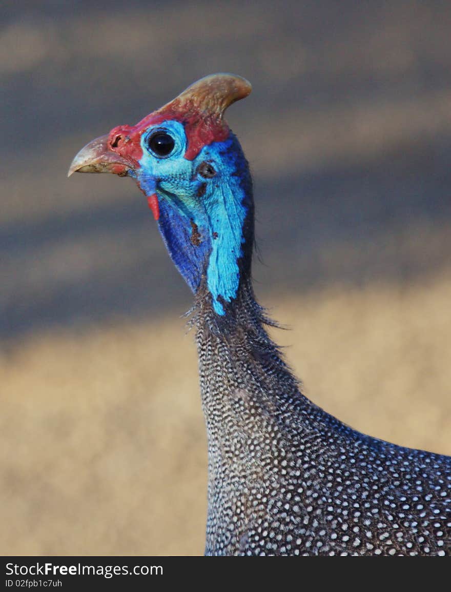 Helmeted Guineafowl